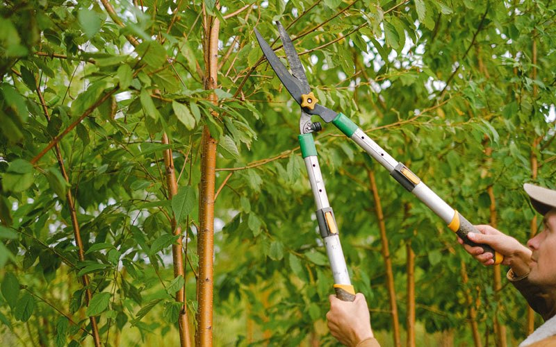 Tree trimming in Fence, WI