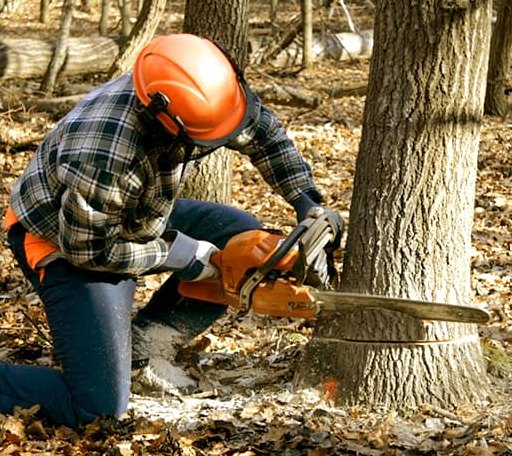 Tree Removal in Fence, WI